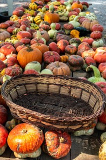 Variety of many pumpkins on the market. Different types pumpkins arranged on wooden table. Pumpkin
