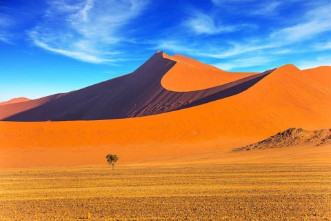 Small lonely tree in a vast desert. Orange, purple and yellow dunes of the Namib desert. The