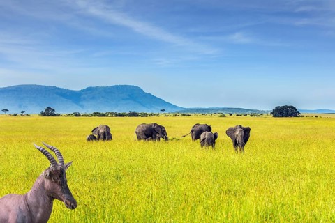 Beautiful herbivore - Antelope Roan and herd of elephants in the grassy savannah. The famous Masai