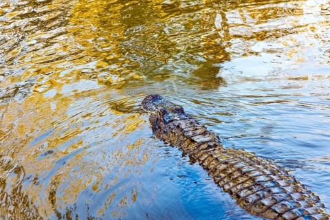 Sad alligator. Swamps of Louisiana. Rich wildlife in the New Orleans area. Boat excursion to the