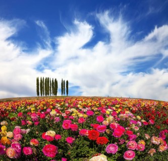 Warm spring day. Away visible cypress alley. Bright festive multi-color blooming field of