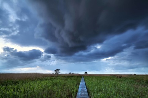 Wooden path on swamp to observation tower, Nieuwe Statenzijl, Netherlands