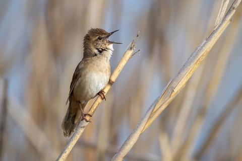 Reed warbler, Locustella luscinioides, sings, sits in reeds, reed stalk