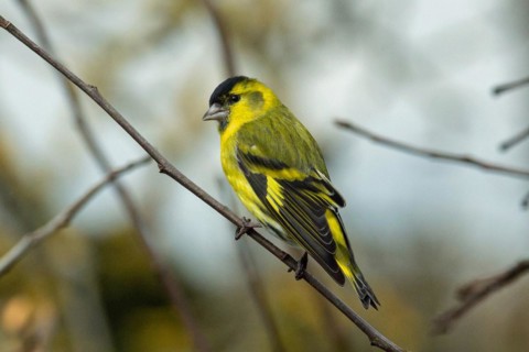 Siskin sitting on branch looking left