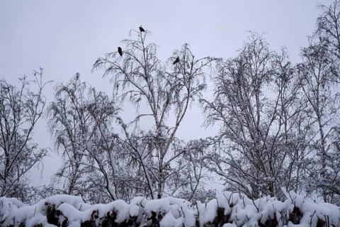 Germany, Berlin, 14.02.2025, Mauerpark, crows, trees, Europe
