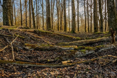 Autumnal forest floor with moss and fallen tree trunks, surrounded by bare trees, Isar meadows