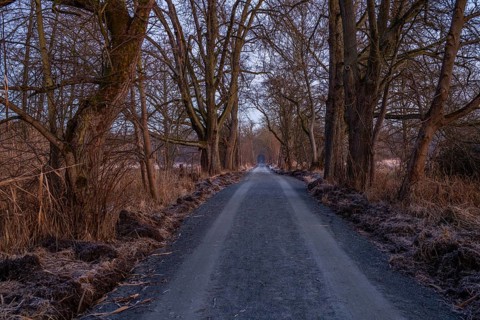 Path through an old avenue. Trees in a winter landscape with ice and frost in a nature reserve.