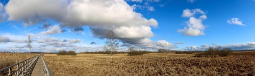 Panoramic photo of the Federseesteg with blue sky and white clouds, reeds, moor landscape,