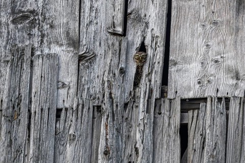Little Owl (Athene noctua) in a barn looking out. Bas-Rhin, Collectivite europeenne d'Alsace, Grand