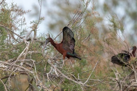 Glossy Ibis (Plegadis falcinellus) in a nesting colony in spring. Saintes Maries de la Mer, Parc
