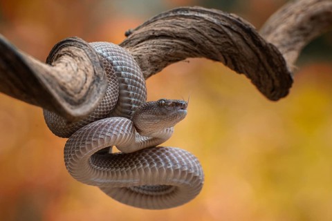 Close up photo of a mangrove pit viper