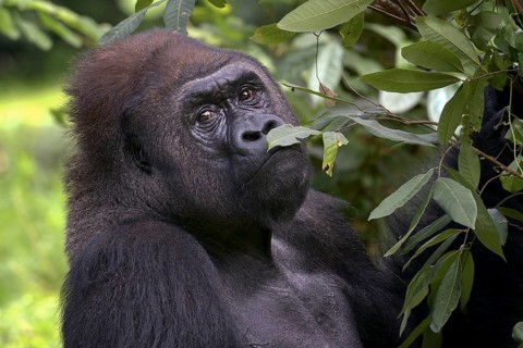 Lowland silverback gorilla close up face