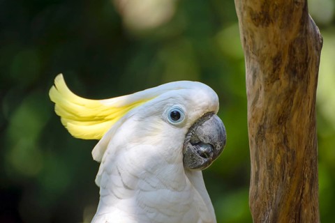 White parrot on branch