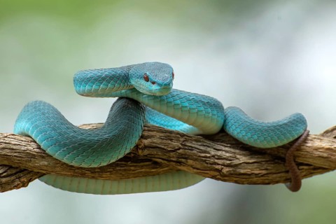 The white-lipped pit viper, is a venomous pit viper species endemic to Southeast Asia