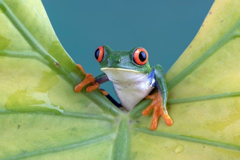 Red-eyed tree frog on yellow leaf