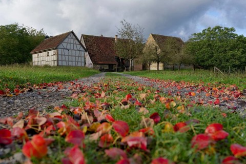 Autumn leaves lie on the path in the Hohenlohe Open-Air Museum, Autumn, September, Wackershofen,