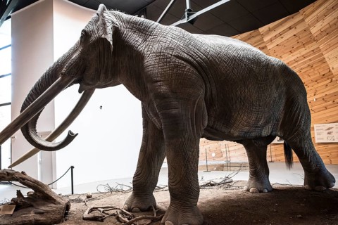 Model of mastodon in real stature