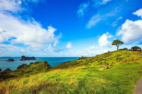 Road to the Cathedral Cove on the North Island. Hills with yellowed grass and a lone tree. Pacific