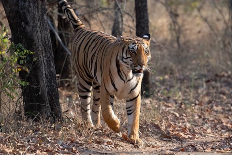 Tiger (Panthera tigris), Bengal tiger or Indian tiger, big cat (Pantherinae), carnivore