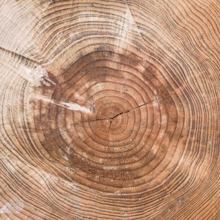 A tree trunk cut with chainsaw