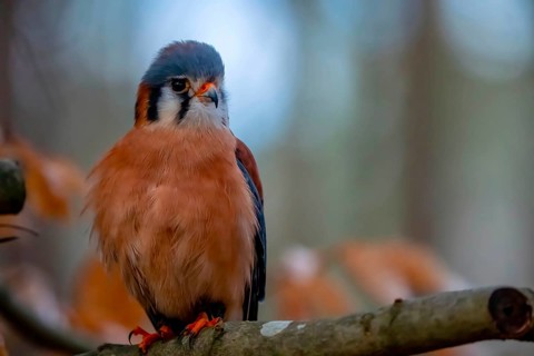 The American kestrel (Falco sparverius), also called the sparrow hawk, is the smallest and most