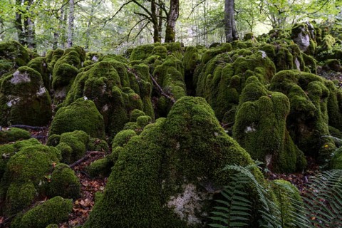 Beech forest near Lizarrusti, Alleko Tour, (SL-Gi 2004), Aralar natural park, Guipuzcoa-Navarra,