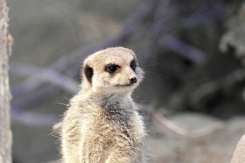 A single meerkat stands curiously in the open with a blurred background, meerkat or suricate