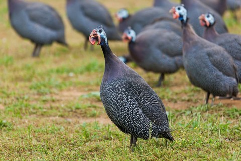 Guinea-fowls in Gourdon, Lot department, Occitanie, France, Europe