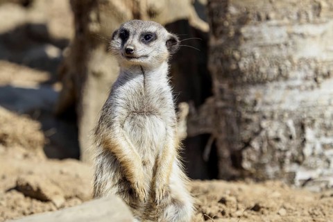 Suricata standing on a guard. Curious meerkat (Suricata suricatta)