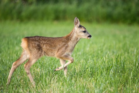 Young wild roe deer in grass, Capreolus capreolus. New born roe deer, wild spring nature