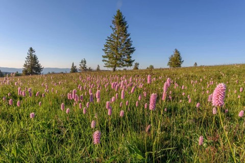 Beautiful wildflower meadow with knotweed Common bistort on the field of fire in the Vosges in
