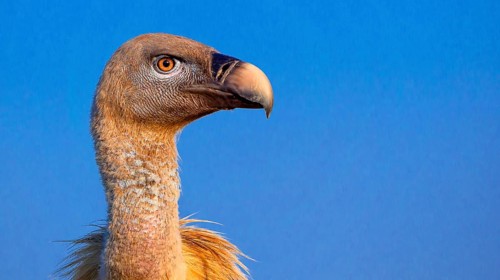 Eurasian Griffon Vulture, Gyps fulvus, Castilla y Leon, Spain, Europe