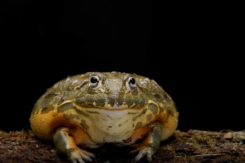 African bullfrog on a black background