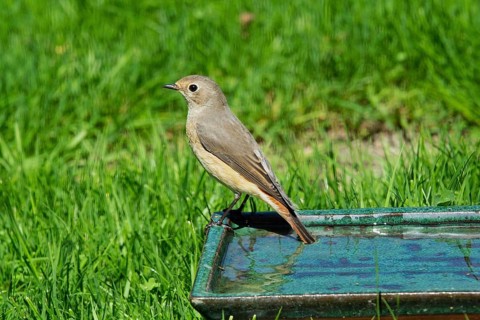 Redstart standing on pot with water in green grass, looking left