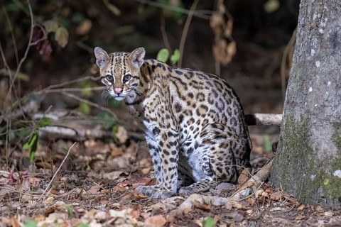 Ocelot (Leopardus pardalis), at night, eye contact, Pantanal, inland, wetland, UNESCO Biosphere