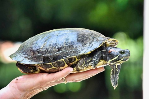 Red Eared Terrapin Turtle Trachemys Scripta Elegans Tortoise