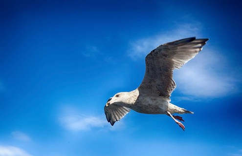 A seagull in the sky over the Baltic Sea, 2015