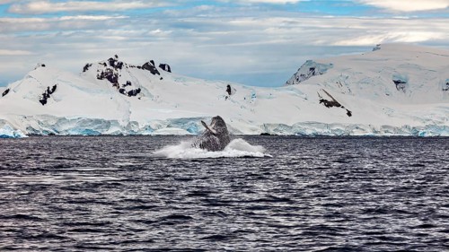 A whale reappears near glaciers, humpback whale (Megaptera novaeangliae) observation in the