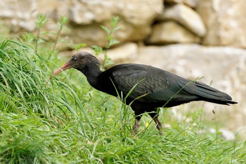 Glossy ibis, Plegadis falcinellus, Brown ibis, Siberian ibis, Bad Mergentheim, Germany, Europe