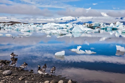 Beautiful summer morning in the icy ocean lagoon with floating ice. On the coastal edge feeds flock