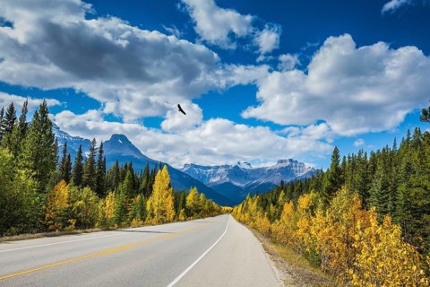 Great Banff. Excellent highway and surrounded by autumnal woods. Travel to the Bow River Canyon in