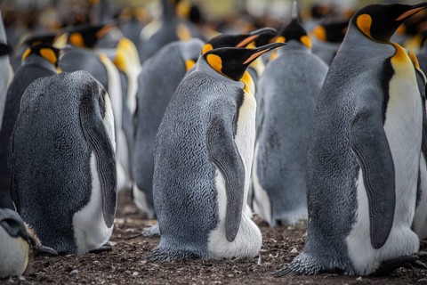 King penguins (Aptenodytes patagonicus), breeding in a colony, Volunteer Point, Falkland Islands,