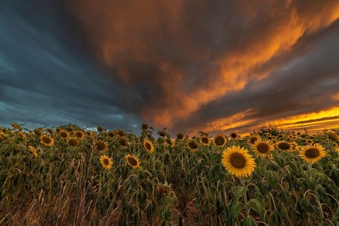 Sunflower fields at sunset. Bas-Rhin, Collectivite europeenne d'Alsace, Grand Est, France, Europe