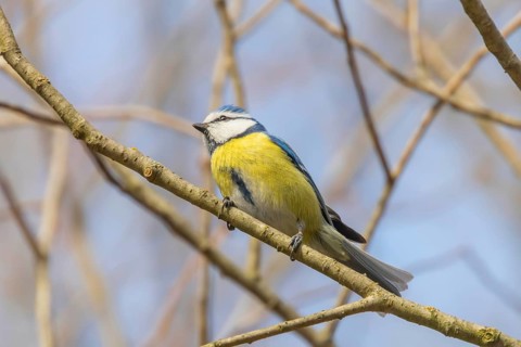 Blue tit on branch, Eurasian blue tit, (Cyanistes caeruleus) Cute little Bird