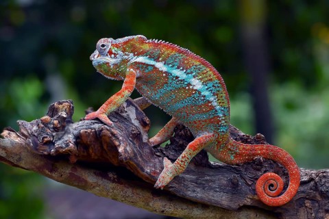 The panther chameleon (Furcifer pardalis) on a tree branch