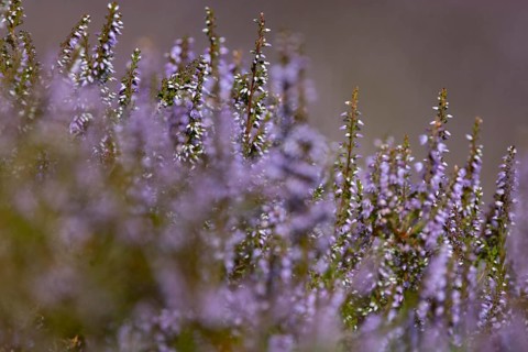 Close-up of flowering heather (Erica) with intense purple colour in natural setting in mountainous