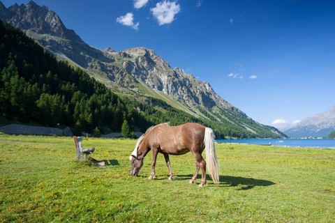 On a pasture near the Lake Sils. It is a lake in the Upper Engadine valley, Grisons, Switzerland,