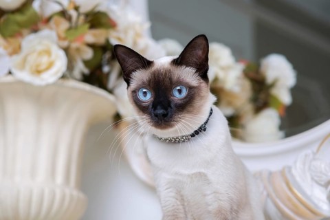 Two colour cat without tail Mekong Bobtail breed with jewel precious necklace of pearls around neck
