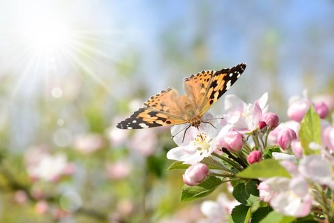 Spring 406