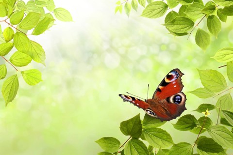 Butterfly in spring